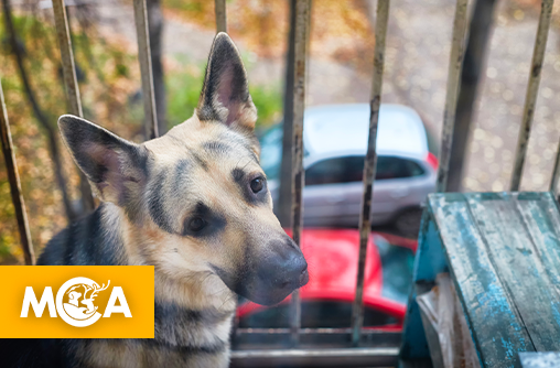 Horreur à Marseille : Un chiot secouru après avoir passé tout l’été sur un balcon