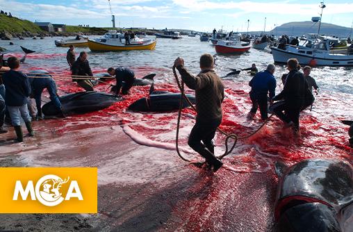 Scandale de la semaine : Le plus grand massacre de dauphins en Europe (Île Féroé)