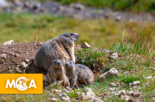 AJAS en première ligne pour l’interdiction de la chasse à la marmotte