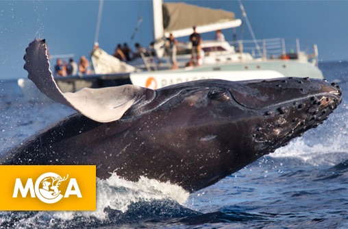 Pression touristique : les baleines en péril à la Réunion et en Polynésie