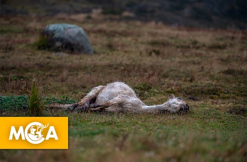 Nouvelles mutilations de chevaux : la cruauté humaine sévit une fois de plus en Isère