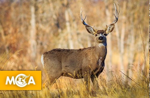 Trois cerfs abattus à Mons, une pétition pour sauver les survivants !