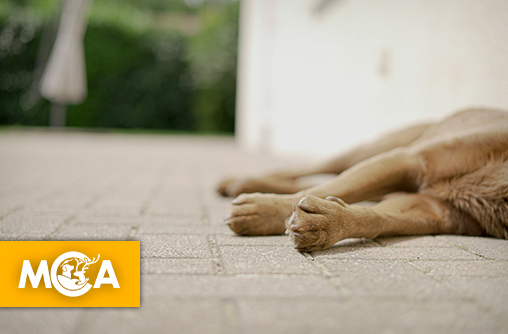 Un homme vole et tue les chiens de ses voisins : Mobilisons-nous contre ces actes odieux !