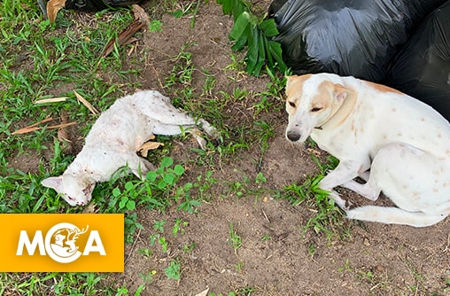 Horreur à Saint-Benoît : des animaux morts retrouvés dans des sacs