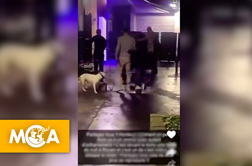 Un parpaing jeté sur un chien devant une boite de nuit : le triste reflet de la relation brisée entre l’homme et l’animal