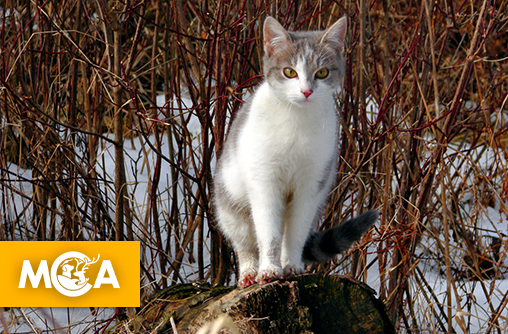 Moustic, un chat criblé de plombs, hospitalisé suite à une agression