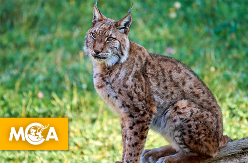 Lynx boréal : un combat pour sa survie en France