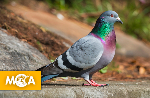 Une victoire pour les pigeons : Châteauroux renonce au gazage grâce à PAZ