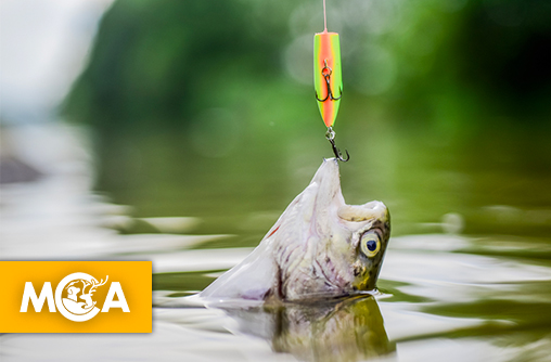 Haute-Savoie : Stop aux subventions pour la pêche !