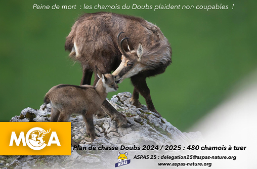 Danger pour les chamois du Doubs : victimes d’un plan de chasse contesté