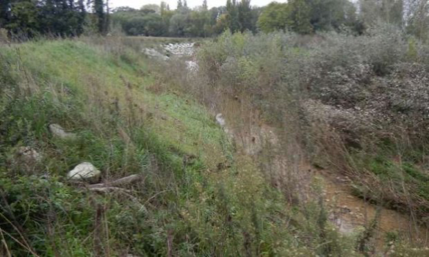 Pétition : HALTE À LA DESTRUCTION SYSTÉMATIQUE DE NOS FORÊTS ALLUVIALES