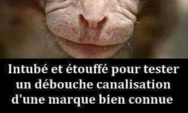 Pétition : Pour que les actes de cruauté envers les animaux soient considérés comme un crime