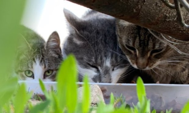 Pétition : Pitié pour les chats !