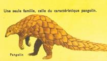 Sauvons les pangolins