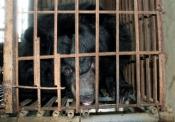 Scandale des fermes d'ours noir en Chine !