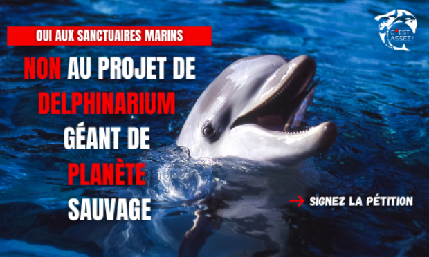 Oui aux sanctuaires marins, non au projet de delphinarium géant de planète sauvage !