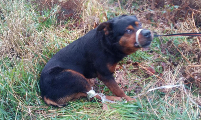 Justice exemplaire pour le chien retrouvé attaché en forêt d'Escautpont pattes et museau scotchés ( 59)