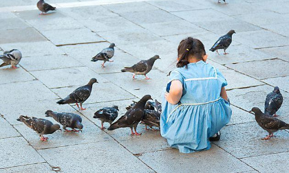 Stop au carnage des pigeons à Charroux !