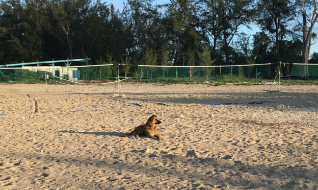 Accorder des plages horaires pour promener les chiens librement à la passe de l’ermitage