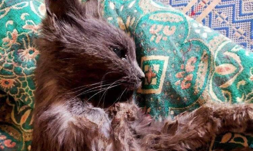 Petition Agir Contre La Misere Effroyable Et La Cruaute Envers Les Animaux Au Maroc