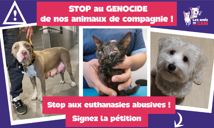 STOP au génocide de nos animaux de compagnie !