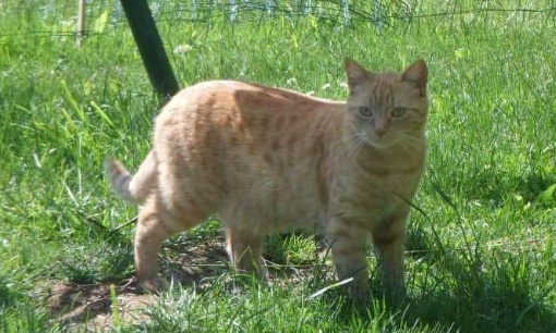 Mobilisons-nous pour les chats qui disparaissent à Sepvigny