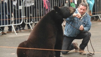 Faire cesser l’exploitation des ours dans des fêtes foraines