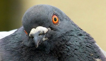 Contre le gazage totalement injustifié de nos amis pigeons à Arras