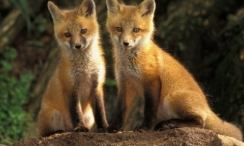 Justice pour les bébés renards tués par les chasseurs !!