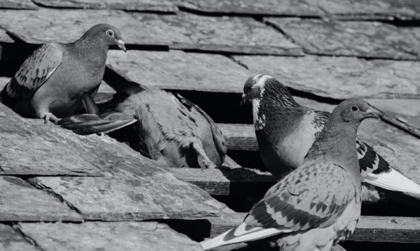 Stop à l'extermination des pigeons à Varilhes !