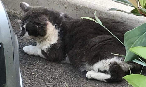 Stop à la non stérilisation des chats errants de Chablis !