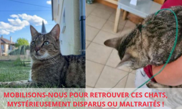 CES CHATS DISPARAISSENT : RETROUVONS LE COUPABLE !