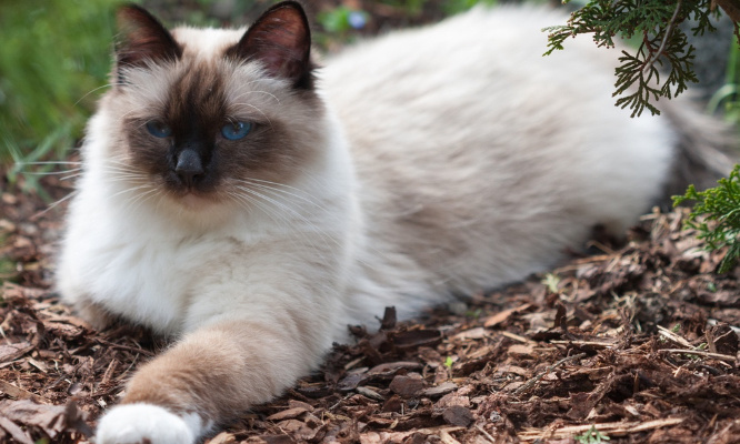 Justice pour Nelson, le petit chat tué à coup de carabine !