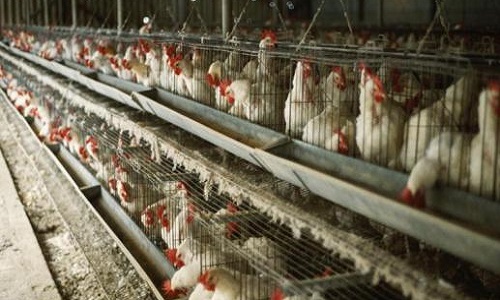 Interdiction de l'élevage des poules en batterie !