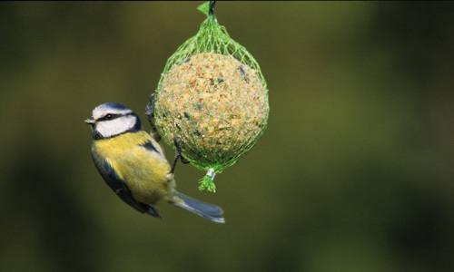 Pétition : Danger des boules de graisses pour nos amis oiseaux !