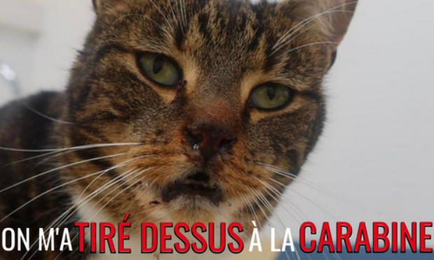 Tir à la carabine sur un chat : exigeons une condamnation exemplaire !