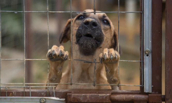 Stop aux abus sur les animaux, prenez la relève !