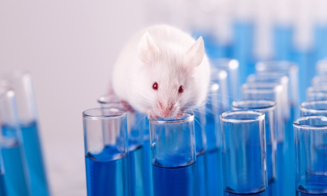 Expérimentation animale : nous demandons une commission d'enquête parlementaire