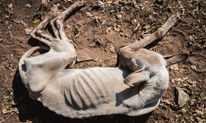 Justice pour les animaux du 'refuge de l'horreur' !