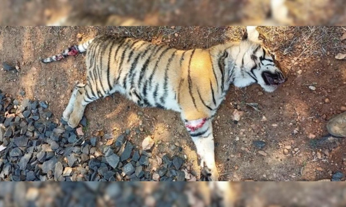 Urgence : Pour la protection des tigres avant qu'il ne soit trop tard ...