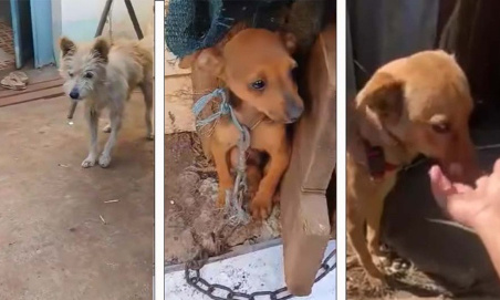 Justice pour les adorables petits chiens maltraités !