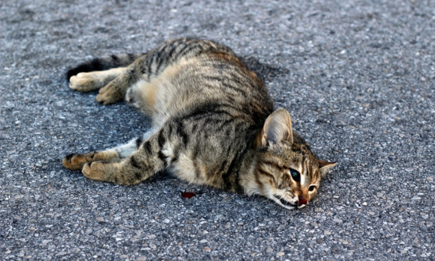 Justice pour les 4 chats victimes de tirs de plombs !