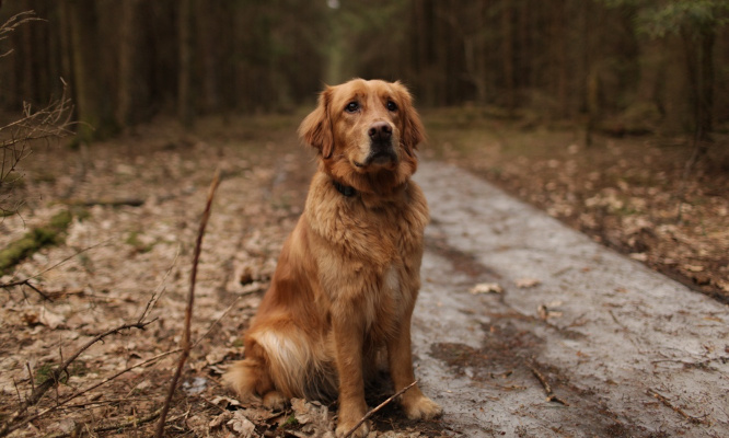 Justice pour Churros le chien abattu froidement par un policier !