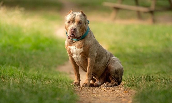 Justice pour Bonny : une chienne carbonisée !