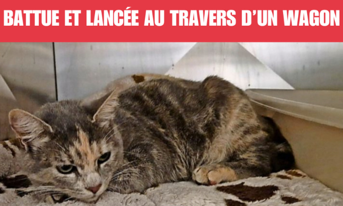 Violences dans un train : offrons une vie meilleure à la chatte Puppa