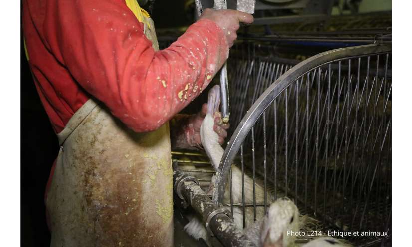 Produire du foie gras sans gavage, c'est possible, assure une start-up  ariégeoise