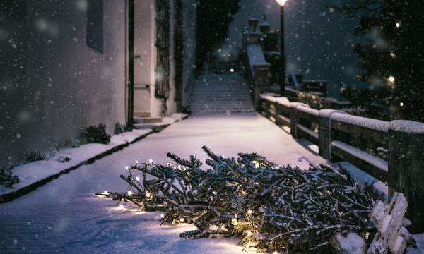 Pitié pour nous, petits sapins