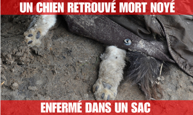 Justice pour ce chien, retrouvé mort noyé dans un sac