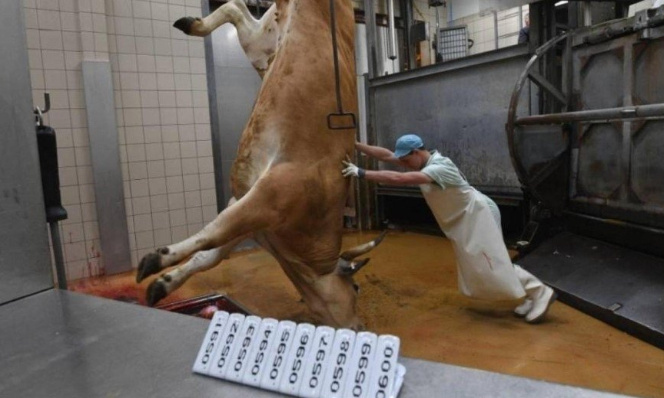 Respect des animaux, extinction des expériences abusives sur les animaux en laboratoires et abattoirs. .