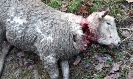 Non à l'implantation du loup !